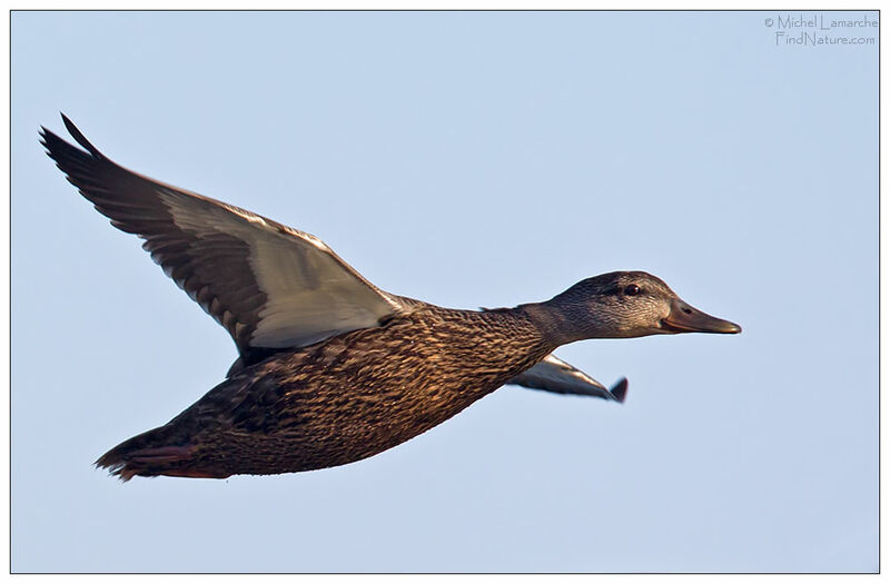 American Black Duck, Flight