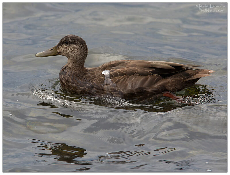 Canard noir