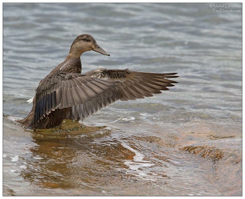 Canard noir