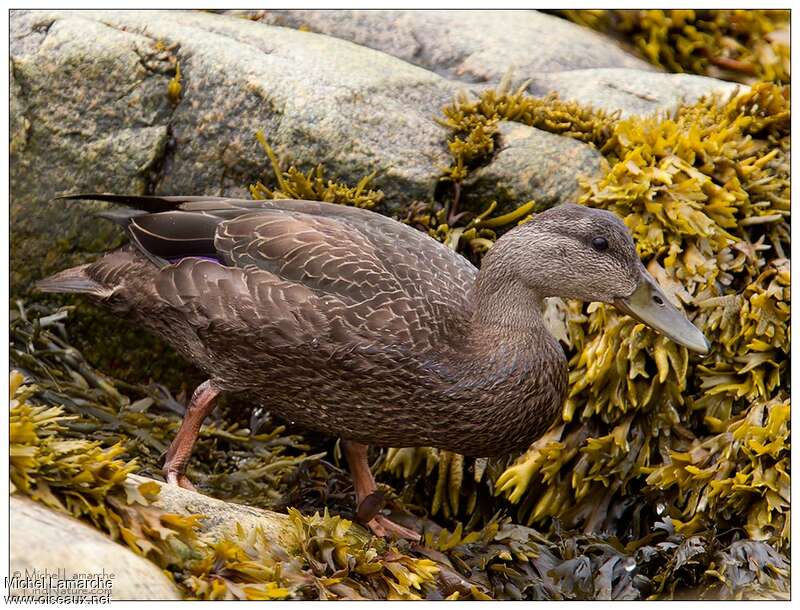 Canard noir femelle adulte internuptial, identification