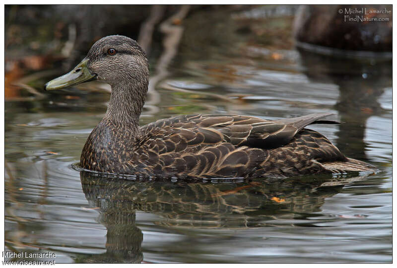 American Black Duck female adult, pigmentation, swimming