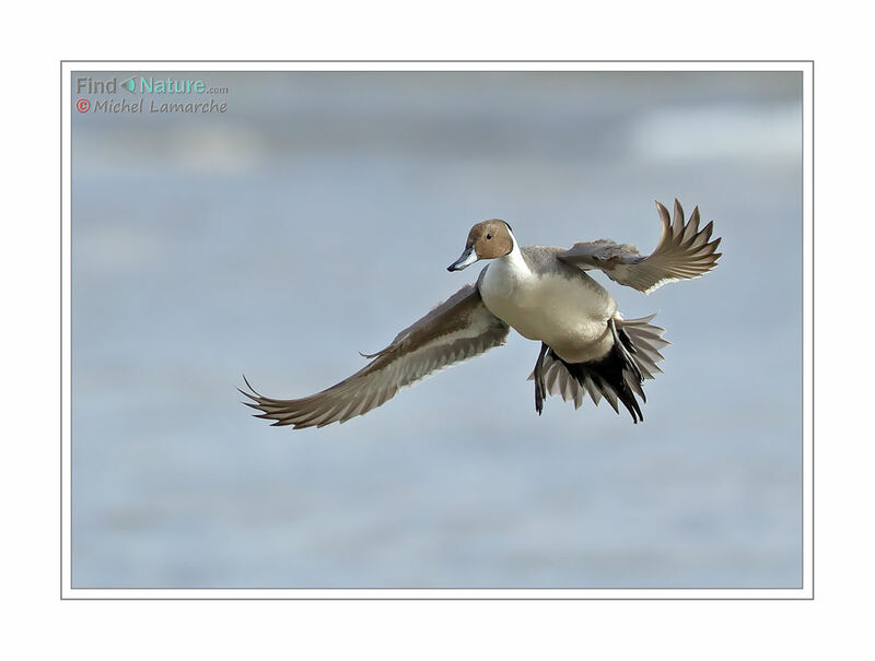 Northern Pintail male adult, Flight