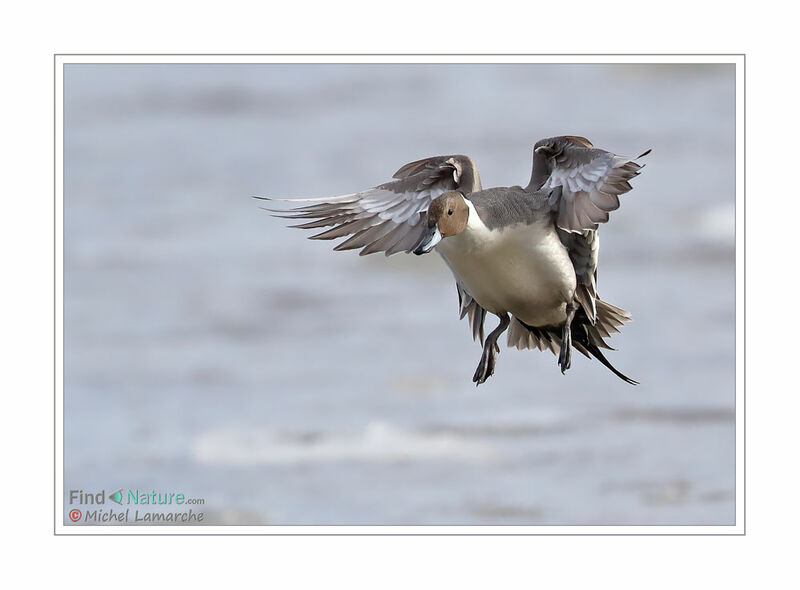 Canard pilet mâle adulte, Vol