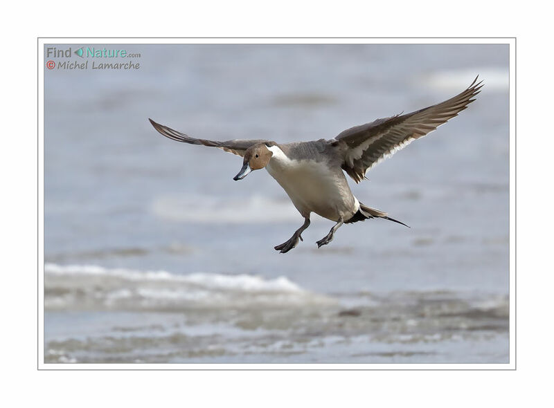 Canard pilet mâle adulte, Vol