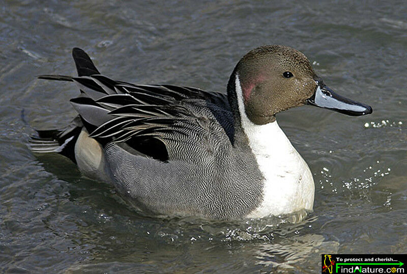 Canard pilet