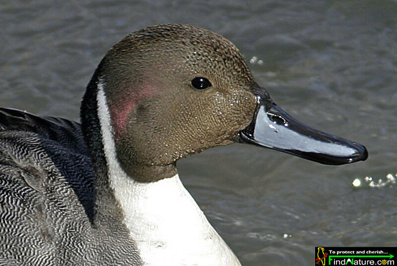 Northern Pintail