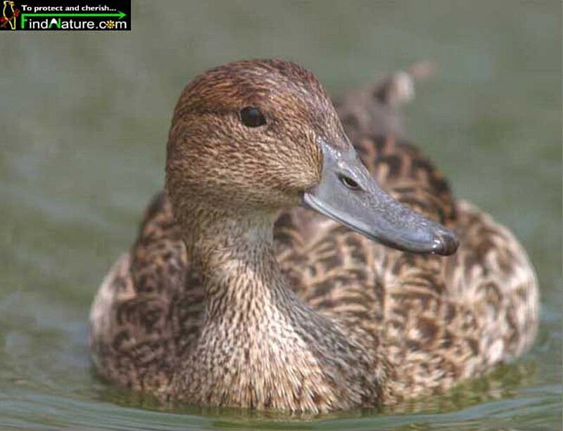 Northern Pintail