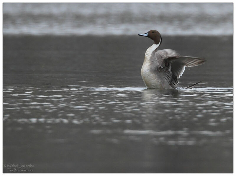 Canard pilet mâle adulte