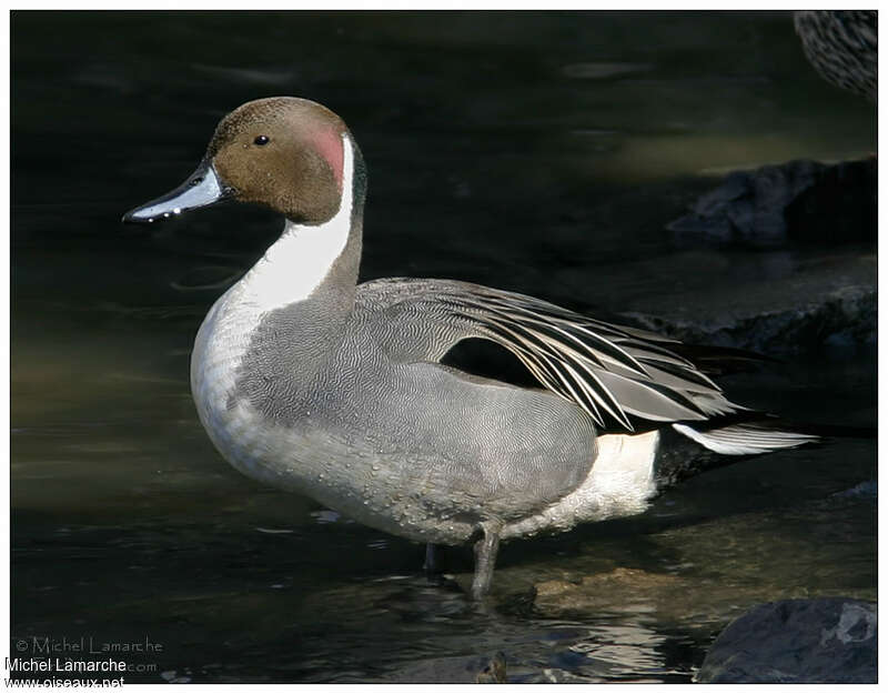 Northern Pintail male adult