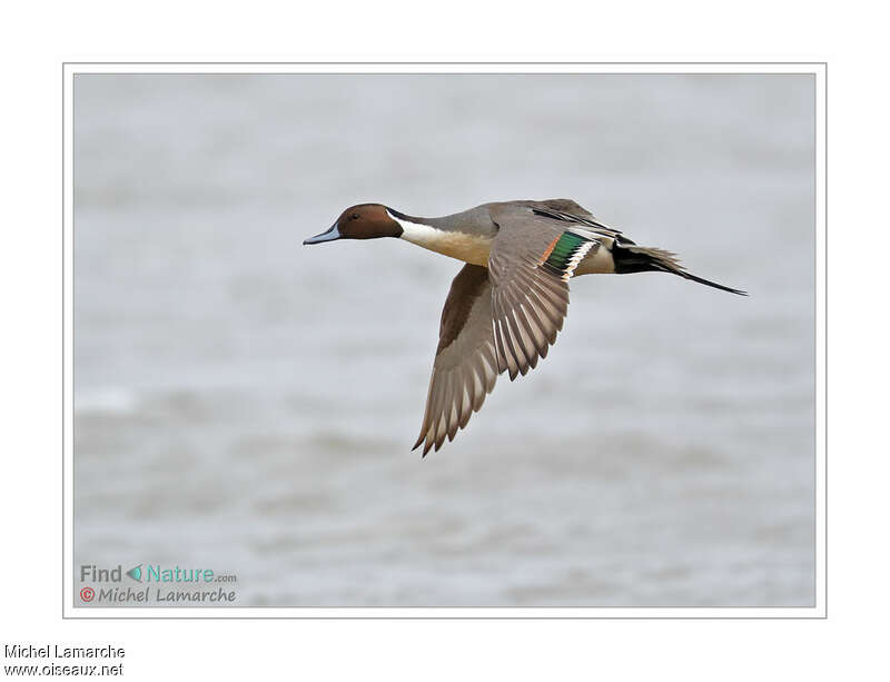 Northern Pintail male adult breeding, Flight