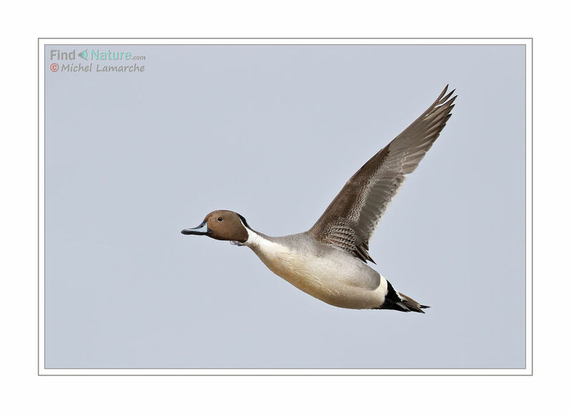 Canard pilet mâle adulte, Vol