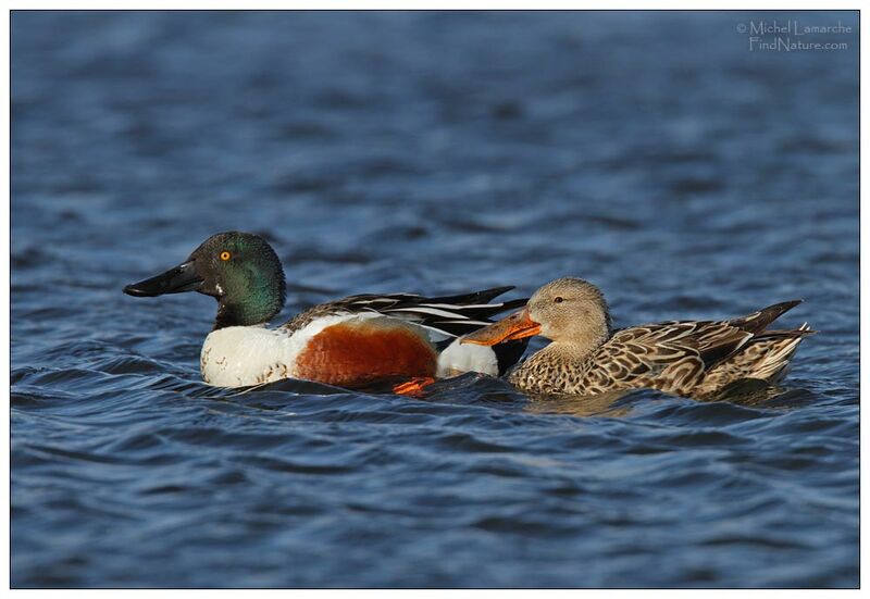 Canard souchet adulte