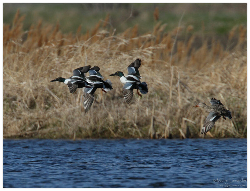 Northern Shoveler male adult breeding