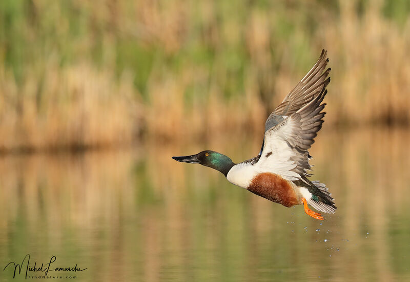 Northern Shoveler male adult breeding, Flight