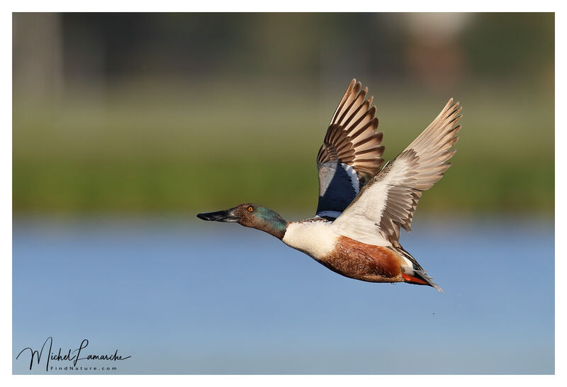 Canard souchet mâle adulte nuptial, Vol