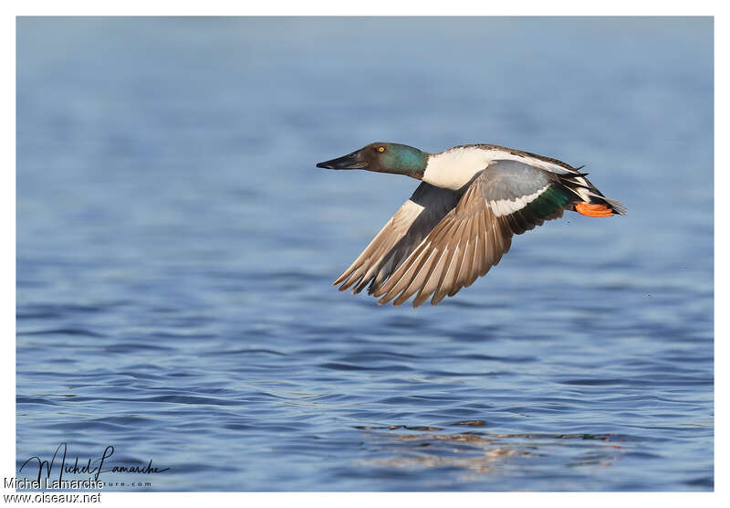 Northern Shoveler male adult breeding, Flight