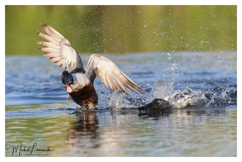 Northern Shoveler male adult breeding