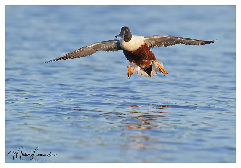 Northern Shoveler male adult breeding, Flight