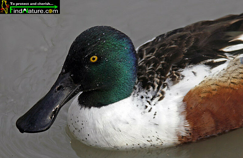 Northern Shoveler male adult