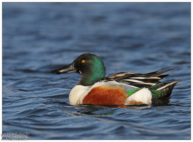 Canard souchet mâle adulte nuptial, identification