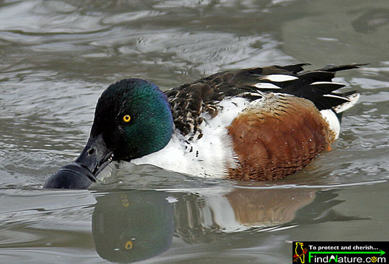 Canard souchet mâle adulte