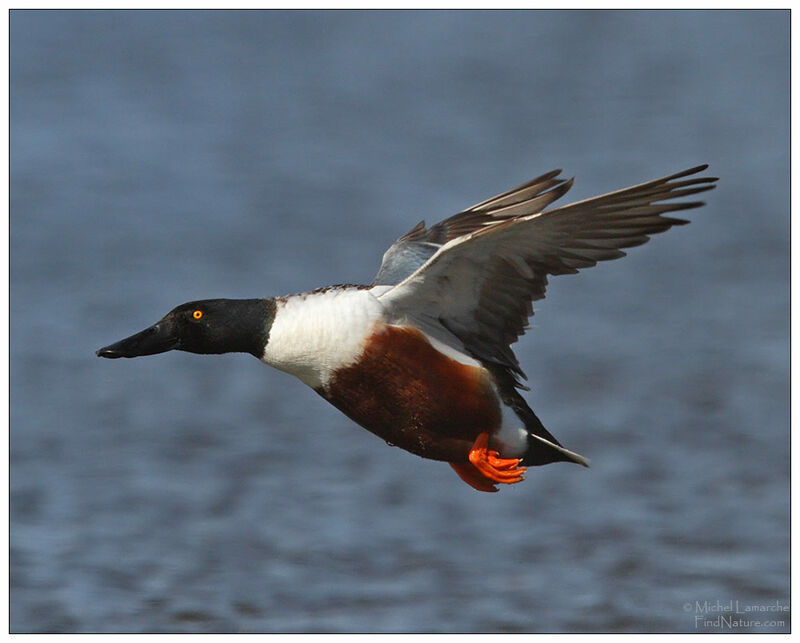 Northern Shoveler male adult breeding