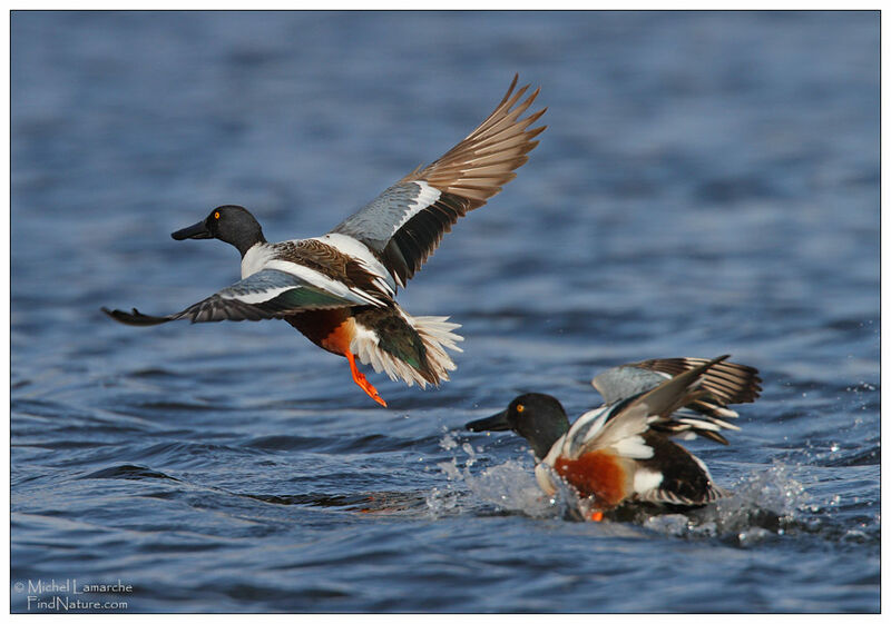 Northern Shoveler male adult breeding