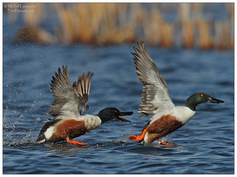 Northern Shoveler male adult breeding