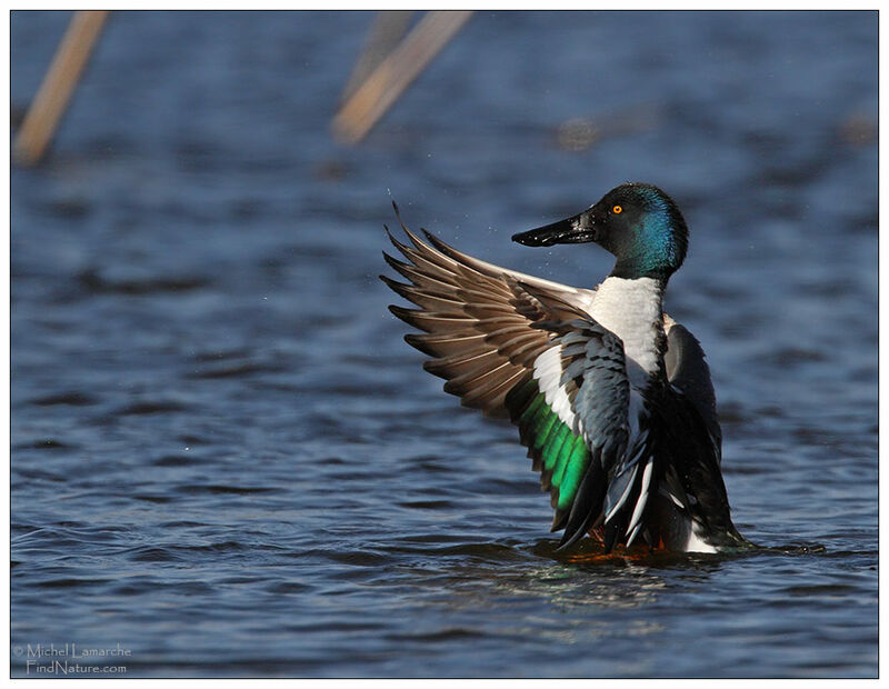 Canard souchet mâle adulte nuptial