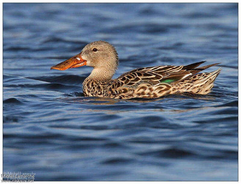 Northern Shoveler female adult, identification