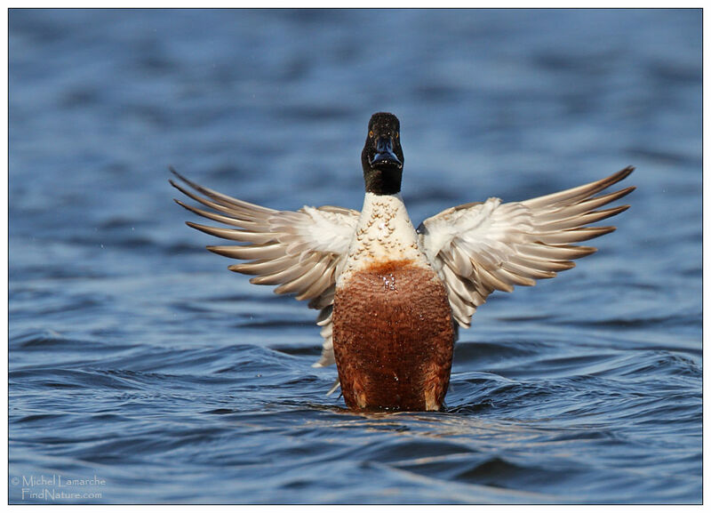 Northern Shoveler male adult breeding