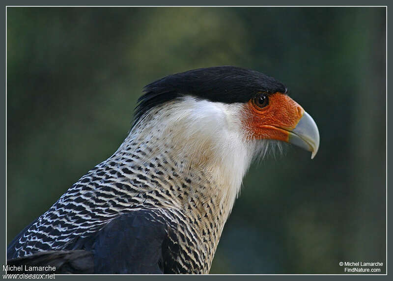 Caracara du Nordadulte, portrait