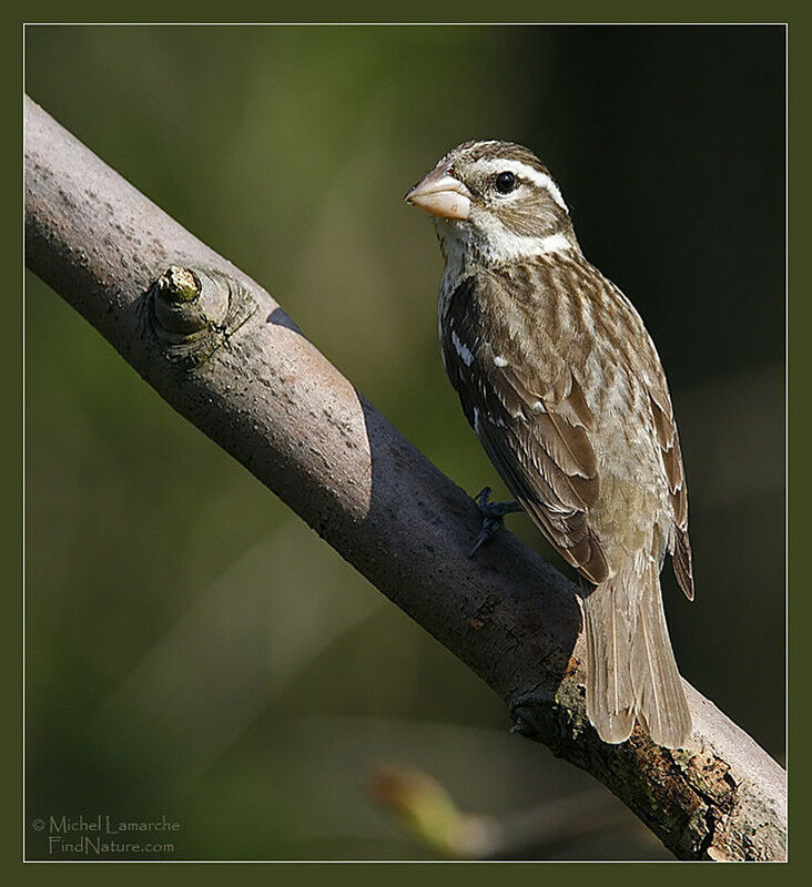 Rose-breasted Grosbeak female adult