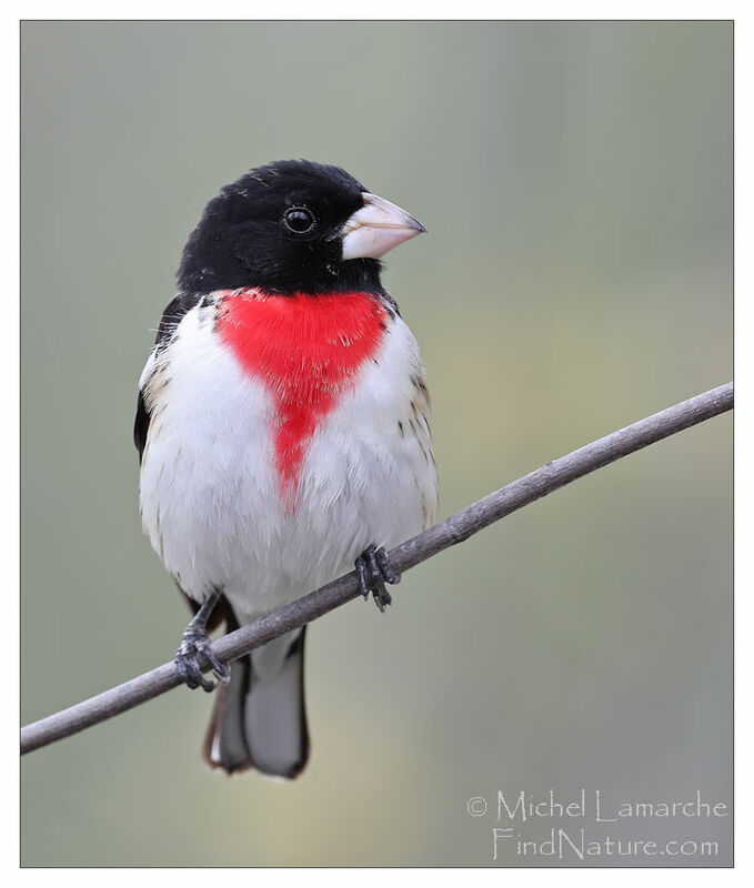 Rose-breasted Grosbeak