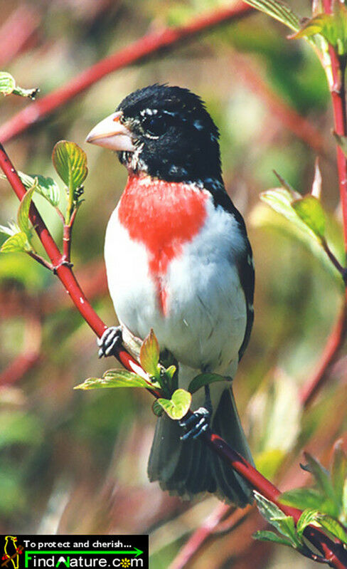 Rose-breasted Grosbeak