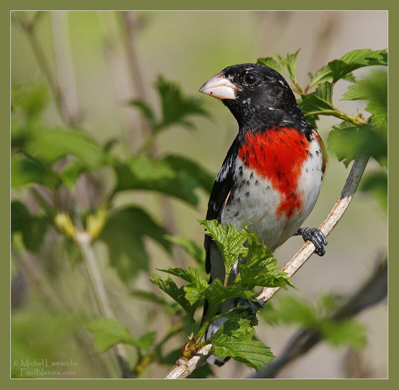 Rose-breasted Grosbeak male adult