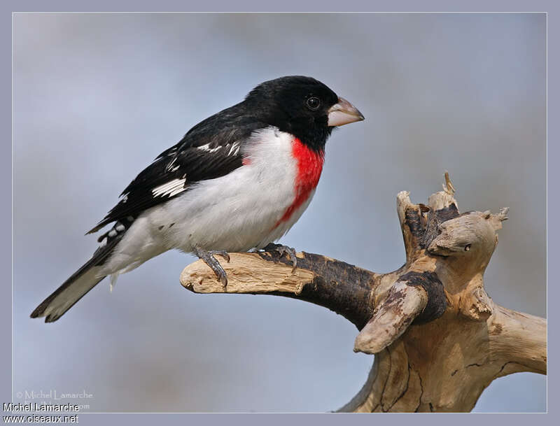 Rose-breasted Grosbeak male adult