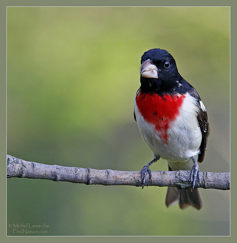 Rose-breasted Grosbeak male adult