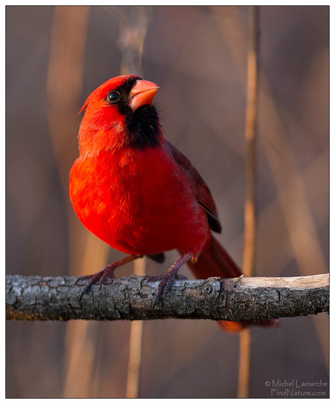 Northern Cardinal male adult