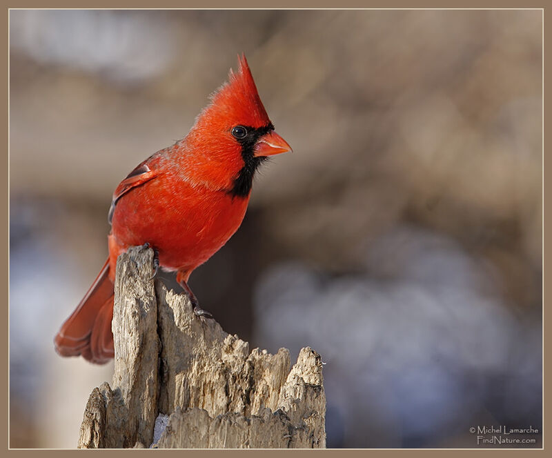 Northern Cardinal male adult