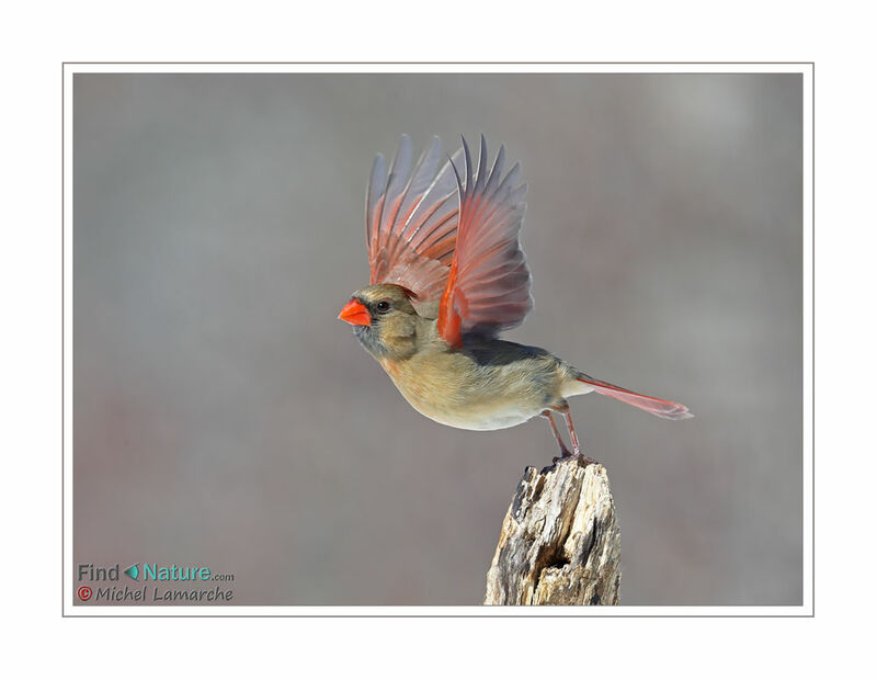 Cardinal rouge femelle adulte