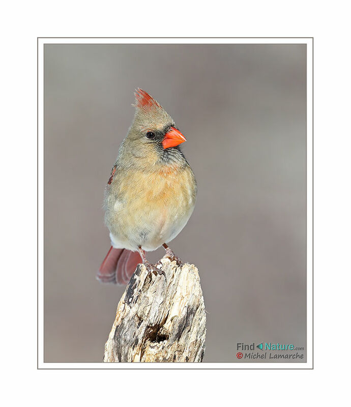 Cardinal rouge femelle adulte