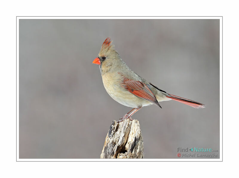 Cardinal rouge femelle adulte