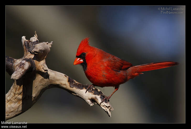 Cardinal rouge mâle adulte