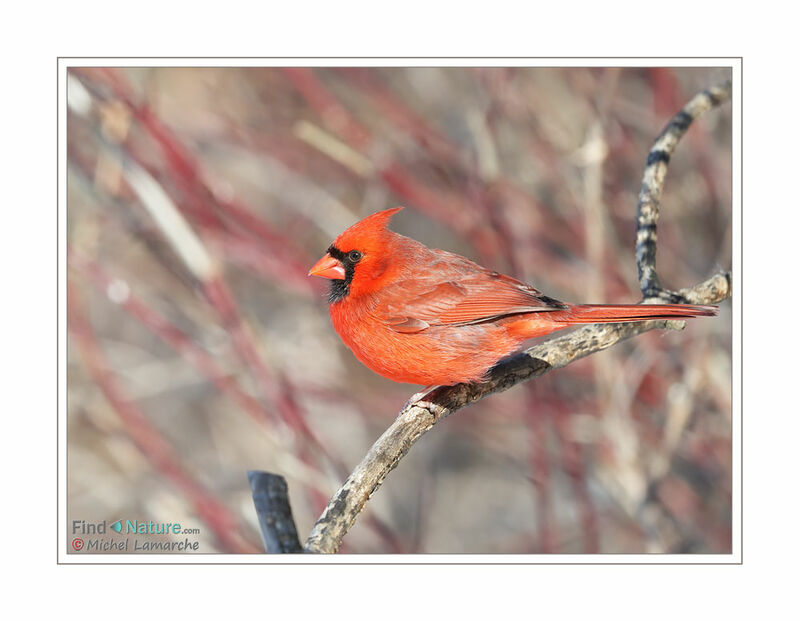 Northern Cardinal male adult