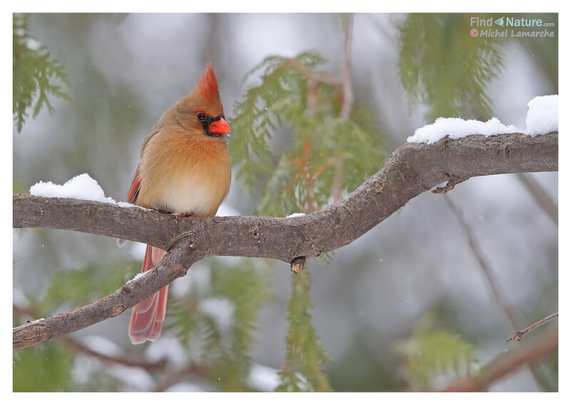 Cardinal rouge femelle adulte