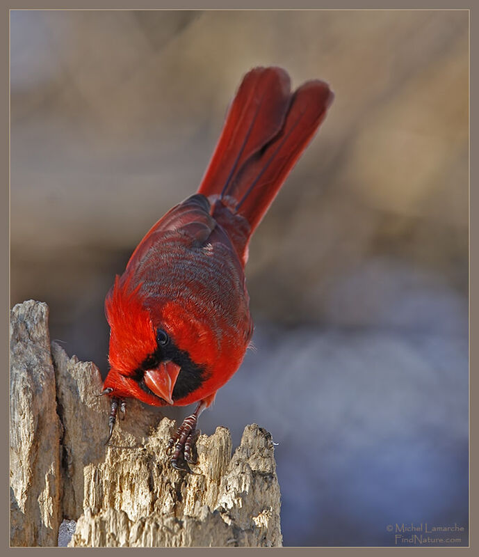 Cardinal rouge mâle adulte