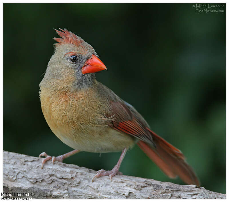 Northern Cardinal female adult, close-up portrait