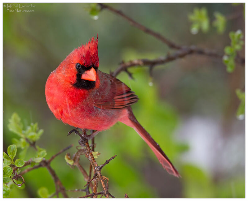 Northern Cardinal male adult