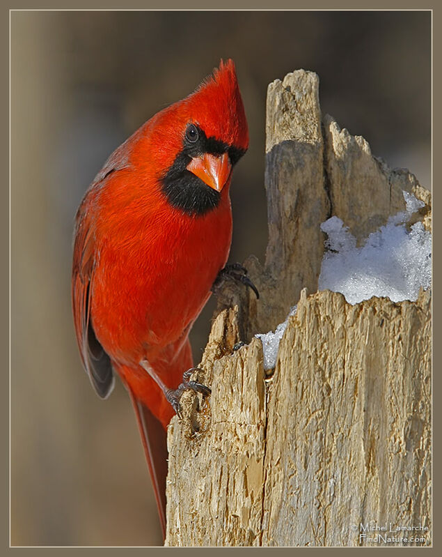 Cardinal rouge mâle adulte